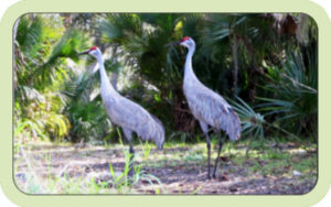 Two native birds in Charlotte County